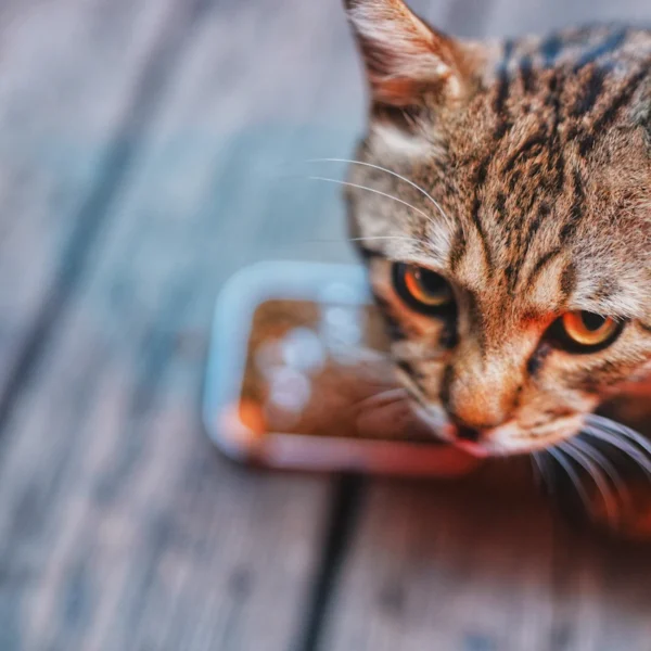 Ceramic Pet Bowl Duo — Pet Supplies at Mega Sale