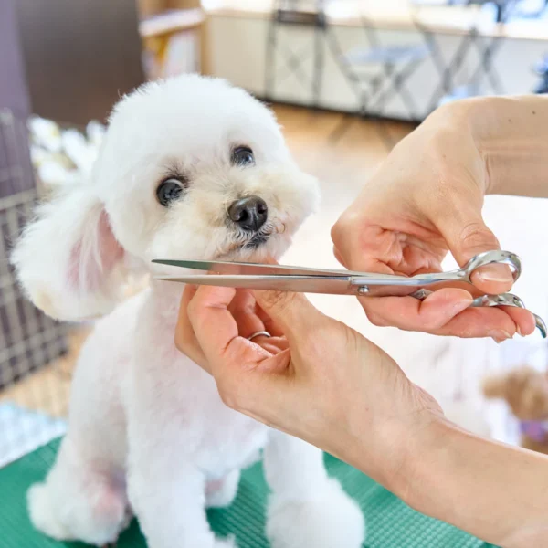 Home Grooming Kit for Dogs — Pet Supplies at Mega Sale