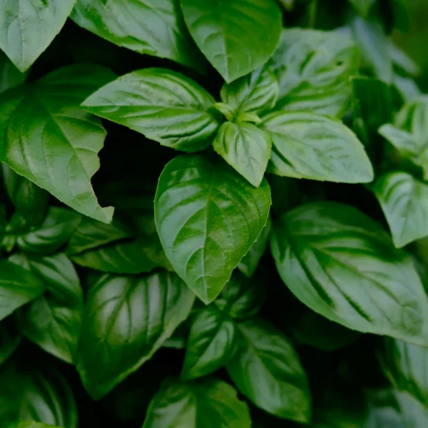 Living Basil & Herb Duo — Fresh Produce at Mega Sale