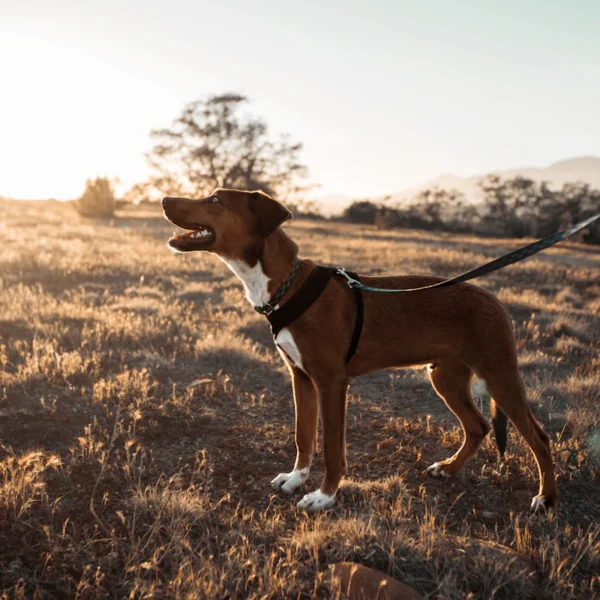 No-Pull Harness & Leash Set — Pet Supplies at Mega Sale
