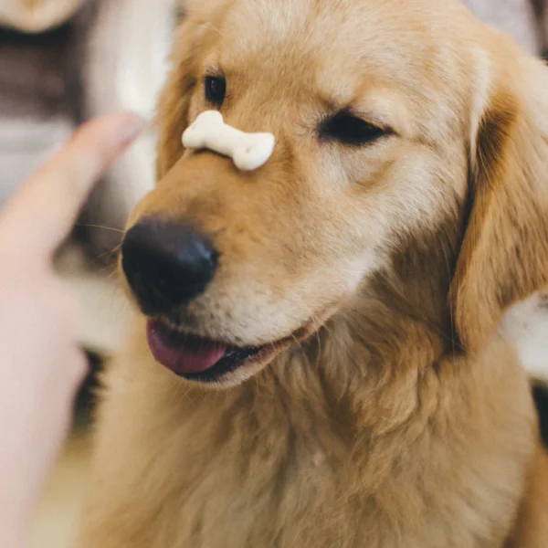 Peanut Butter Training Bites — Pet Supplies at Mega Sale
