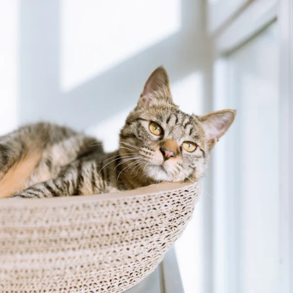 Plush Cat Cave Bed — Pet Supplies at Mega Sale